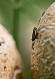 Hiding on a mushroom