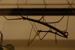 Stick insects