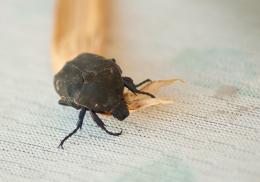 blackbug