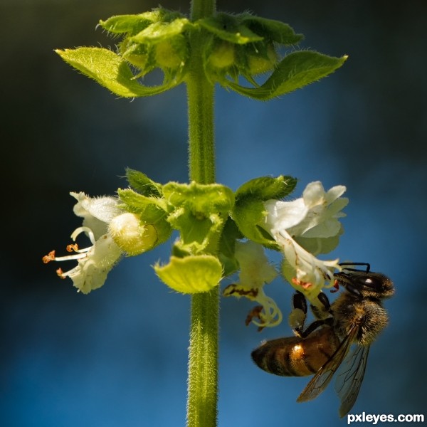 A bee in the basil bush