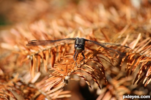 Dragonfly