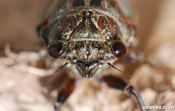 Eye-to-eye with cicada