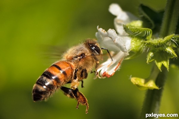 Flight of the Honey Bee