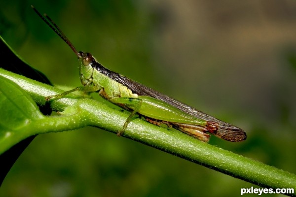 Grasshopper