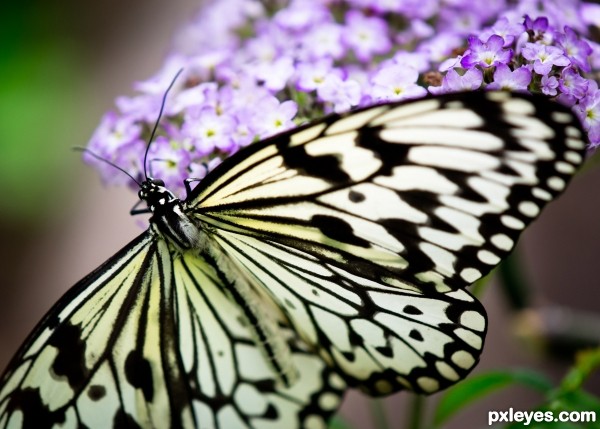 Natures Mono Butterfly