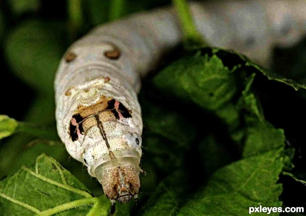 Silkworm