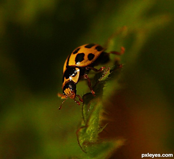 Yellow Lady Bug