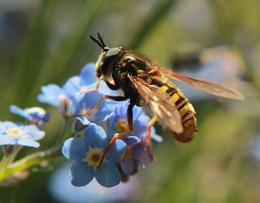 A Buzzy Day