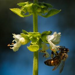 A bee in the basil bush