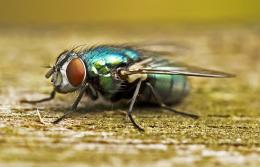 BlueBottle