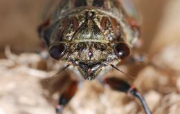 Eye-to-eye with cicada