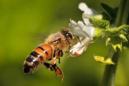 Flight of the Honey Bee