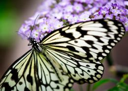 Natures Mono Butterfly