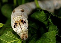 Silkworm