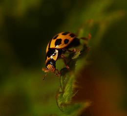 Yellow Lady Bug