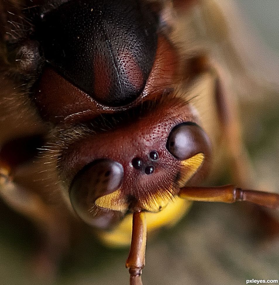 The five eyes of a hornet