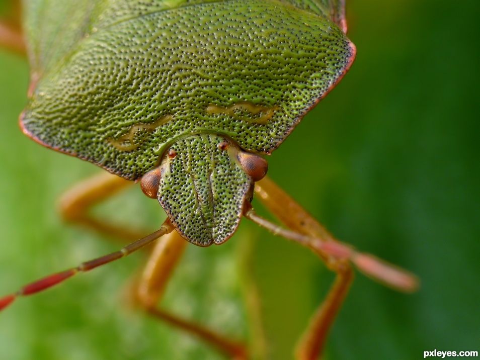 Green shield bug