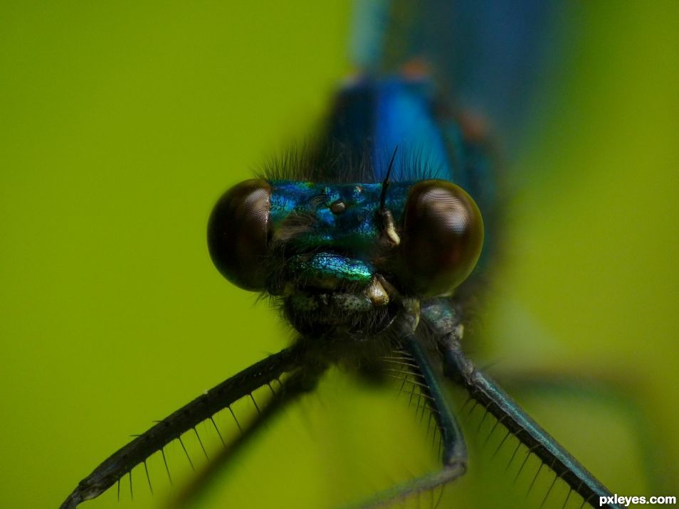 Damselfly