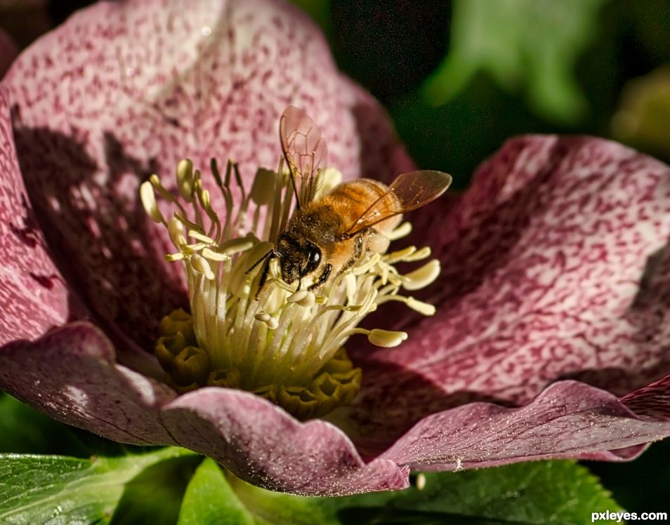 a happy bee