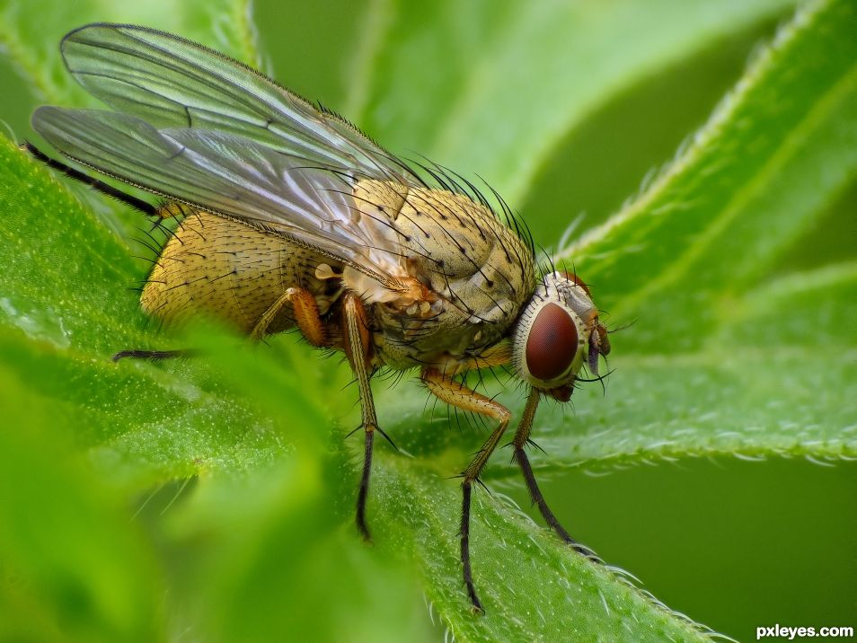 Fly focus stacking