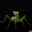 macro bugs 5 photography contest