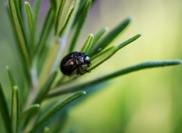 Rosemary beetle