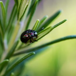 Rosemarybeetle