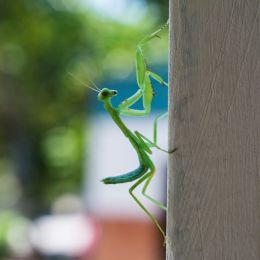 Prayingmantis