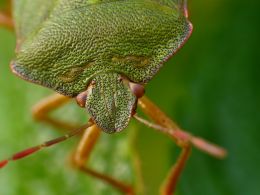 Green shield bug