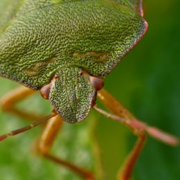 Greenshieldbug