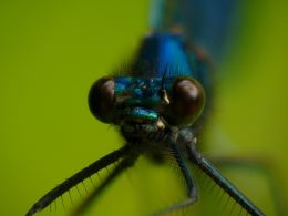 Damselfly