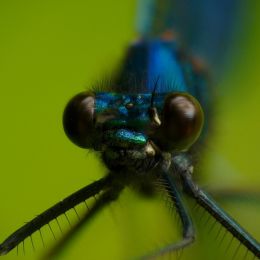 Damselfly