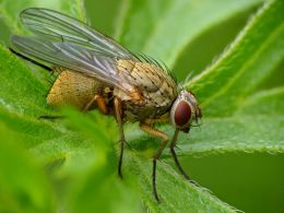 Fly focus stacking