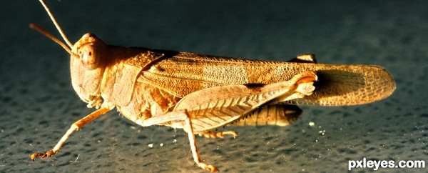 Grasshopper