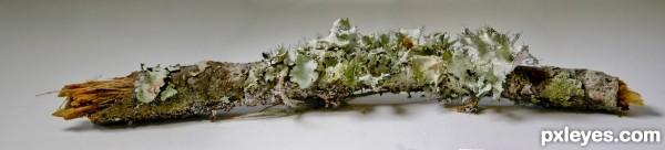 fungus  sculpture