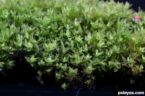 Creation of Moss: Step 3
