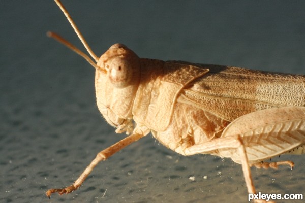 Creation of Grasshopper: Step 1