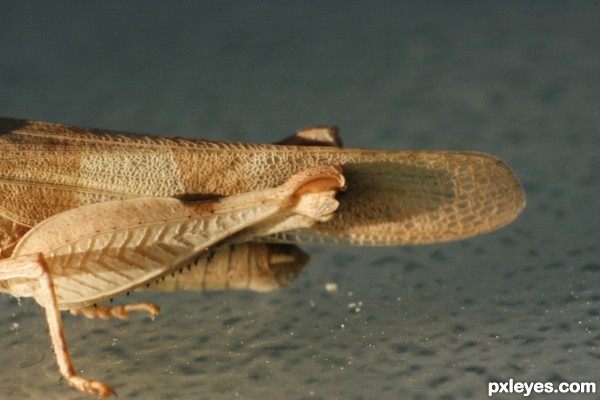 Creation of Grasshopper: Step 3