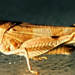 Grasshopper