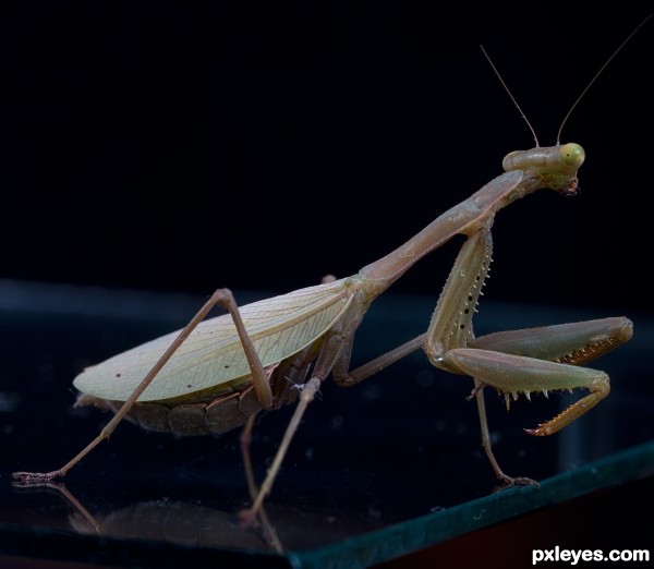 Creation of Praying Mantis: Final Result