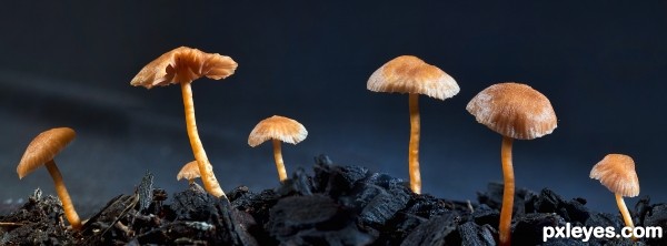 small fungi
