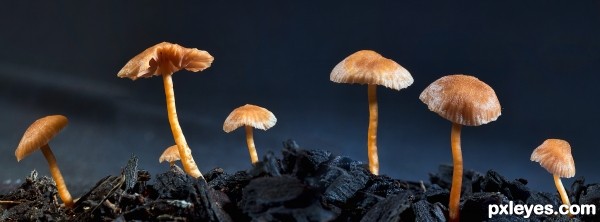 small fungi photoshop picture)