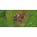 macro panorama photography contest