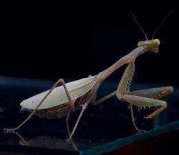 Praying Mantis