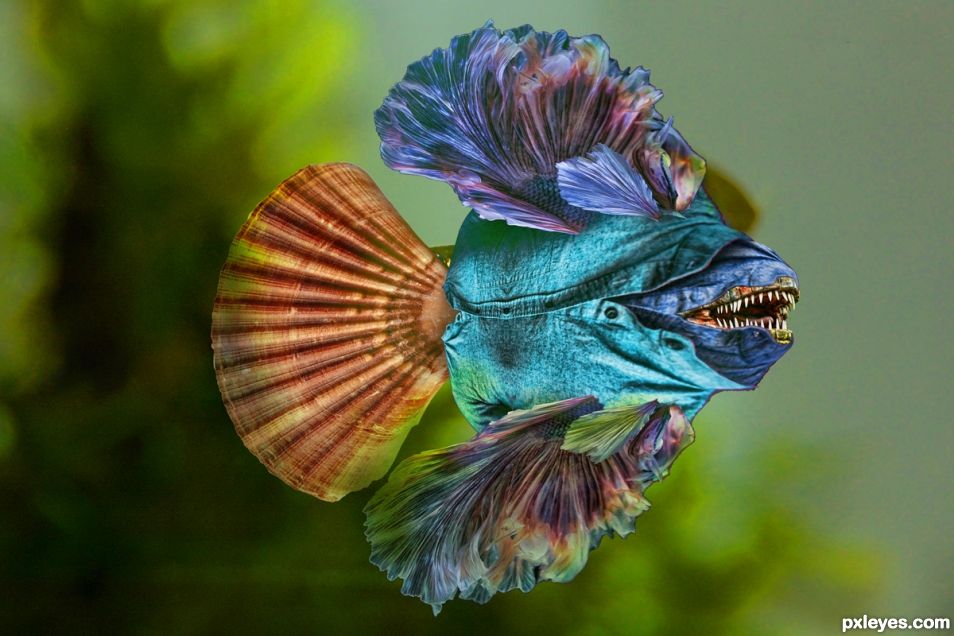 Blue Jean Fish