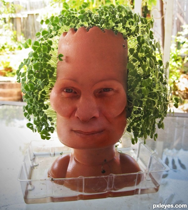 Chia Rob