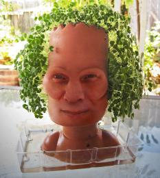 Chia Rob