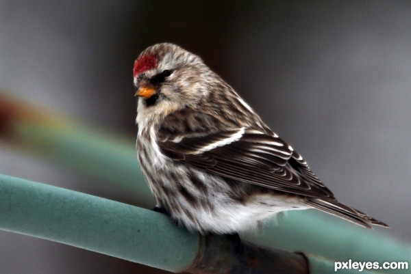 Common Redpoll