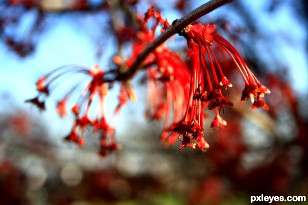 Red Maple