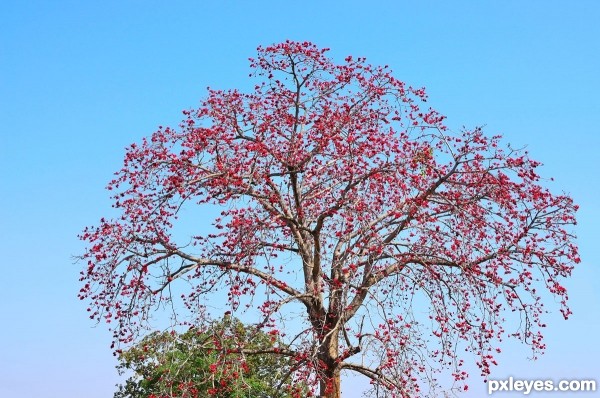 Red silk cotton tree/Semal/Sem